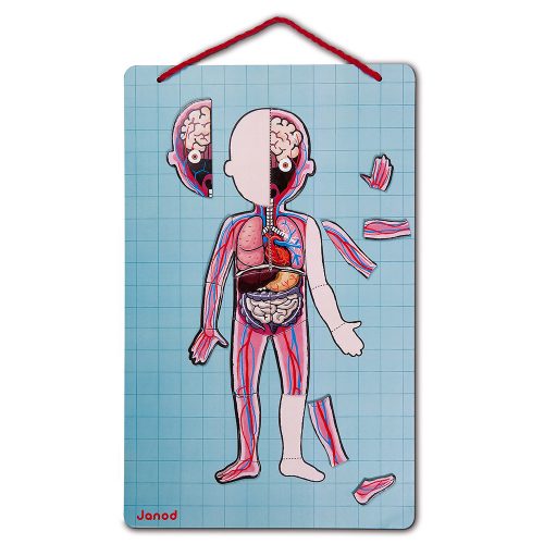 Body magnet l'anatomie corps humain revendeur officiel JANOD magasin de jouets en bois jeu éducatif et science la réunion 974 saint Pierre 97410