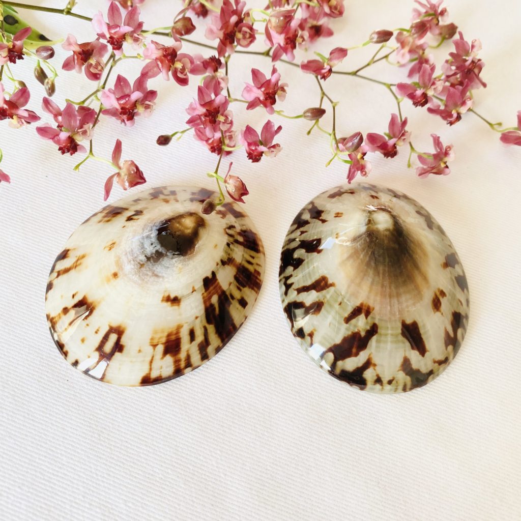 Coquillages D Allaitement