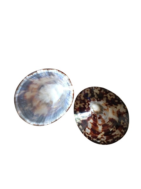 Coquillages D Allaitement